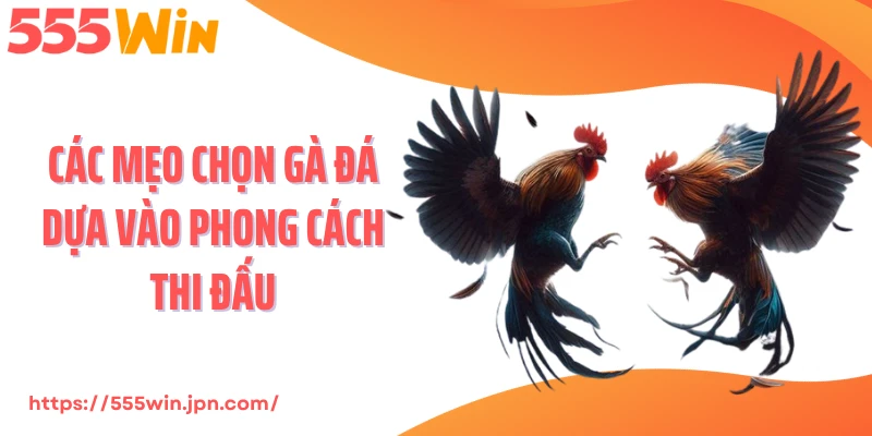 Các mẹo chọn gà đá dựa vào phong cách thi đấu