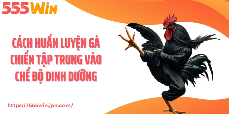 Cách huấn luyện gà chiến tập trung vào chế độ dinh dưỡng