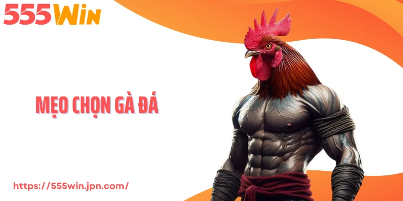 Mẹo Chọn Gà Đá 555Win - Bí Quyết Nhận Diện Chiến Kê Thắng