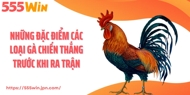 Những đặc điểm các loại gà chiến thắng trước khi ra trận